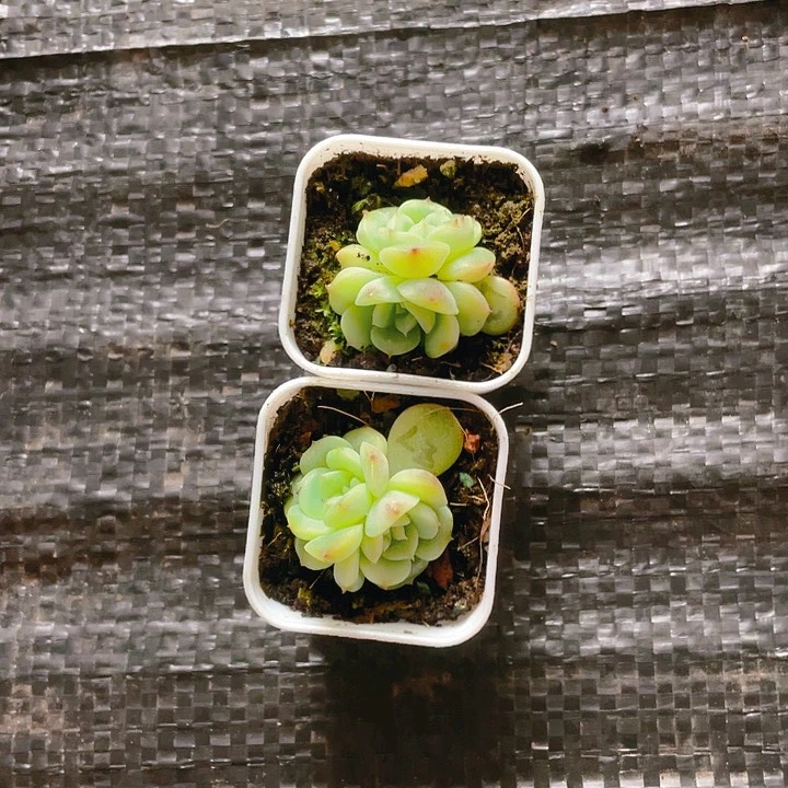 败*荔枝大盆一个满25包邮