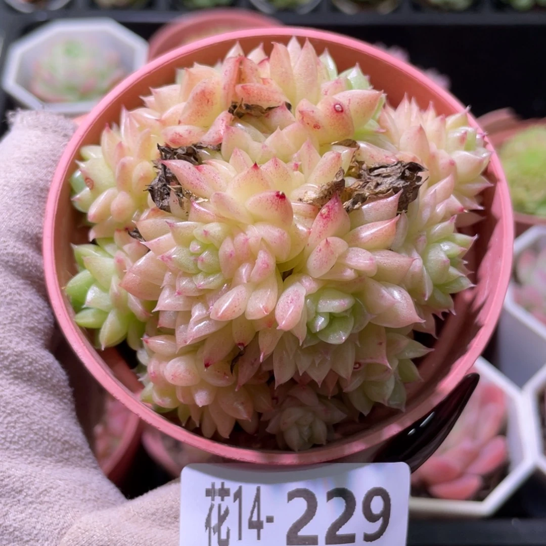 花利美14-229麦秆