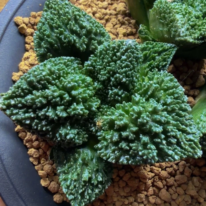 巴索的超级哥斯拉