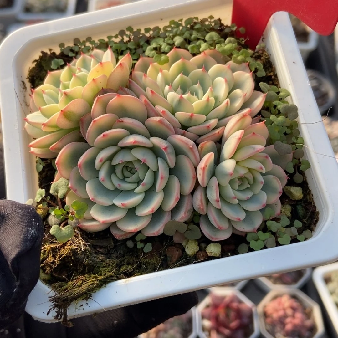 980忌廉锦多肉植物多肉