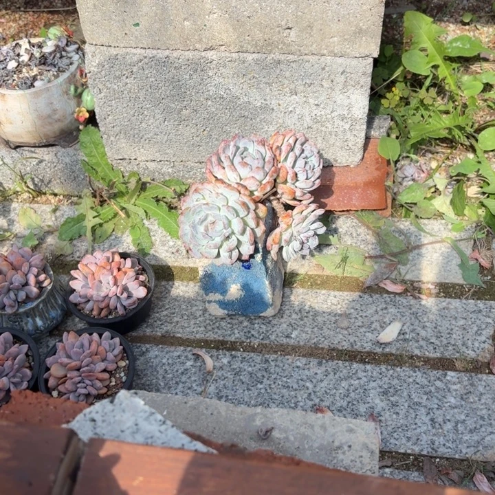 多肉植物橙梦露群生