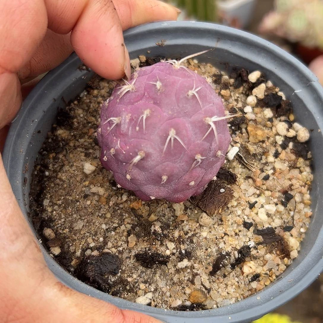 多肉植物紫皮习志野