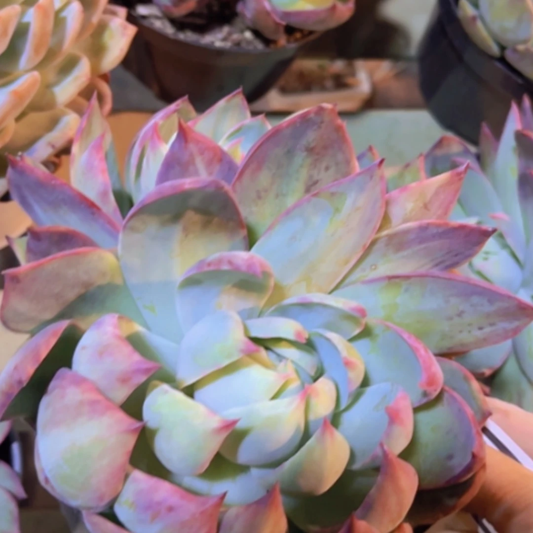 【闪购商品】惊鸿仙子29289