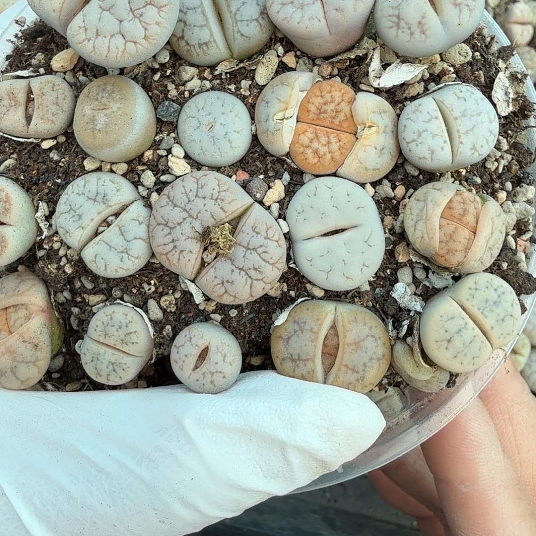 哈哈笑不出话就笑道没办法就487