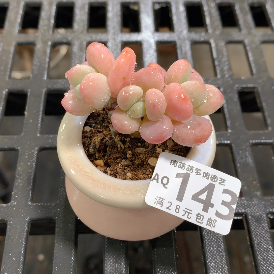 肉萌萌5cm拇指盆多肉AQ143