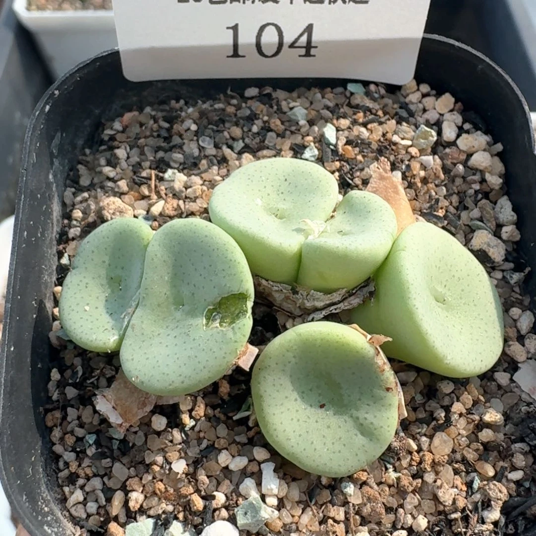 104。