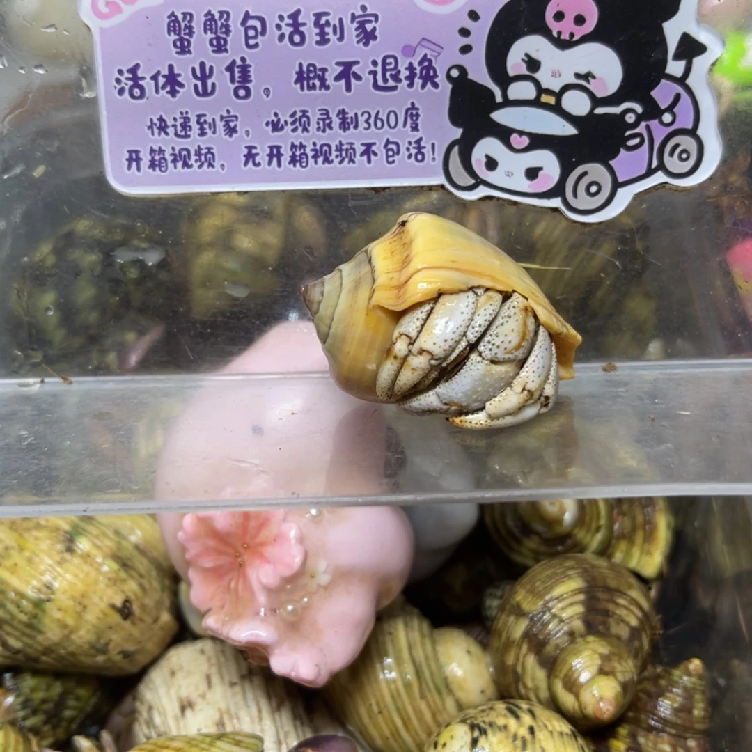 缺尖特价马岛深紫