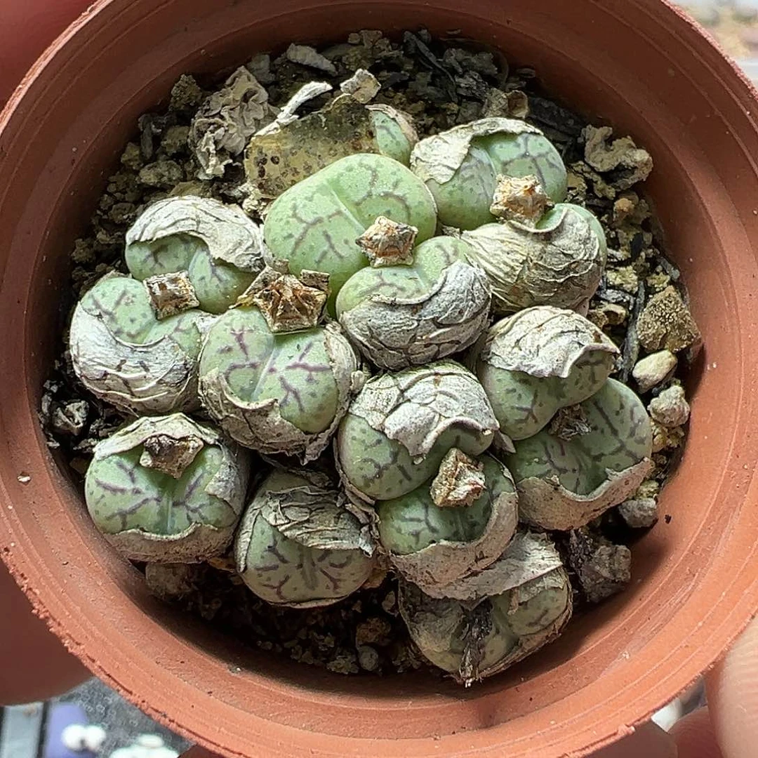 猴脸青姬 多肉肉锥