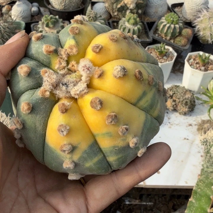 兜锦仙人球开花嫁接