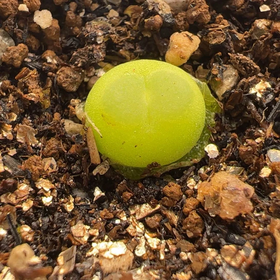 123多肉植物百科