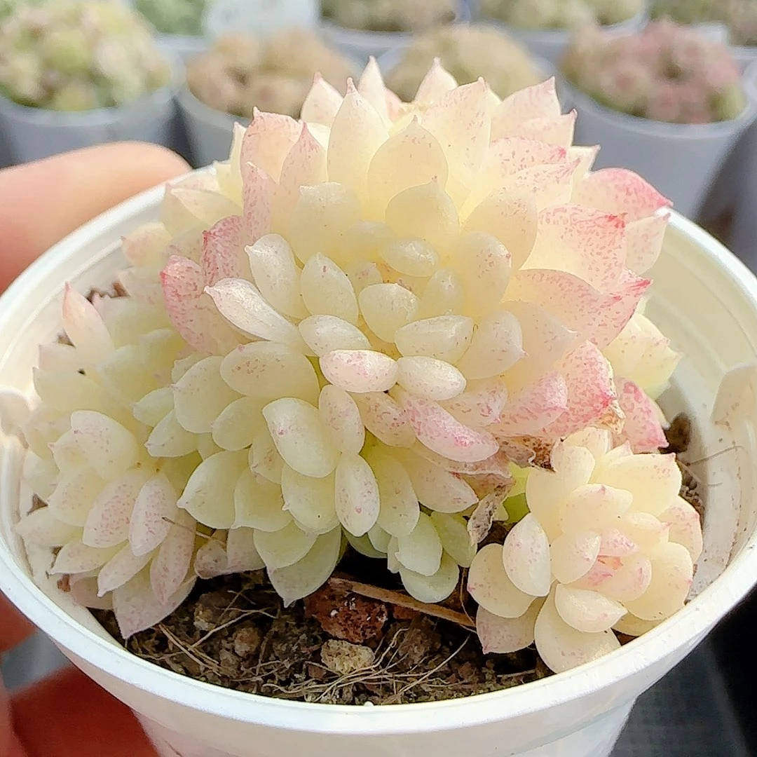 1129-41（绝绝23-1）