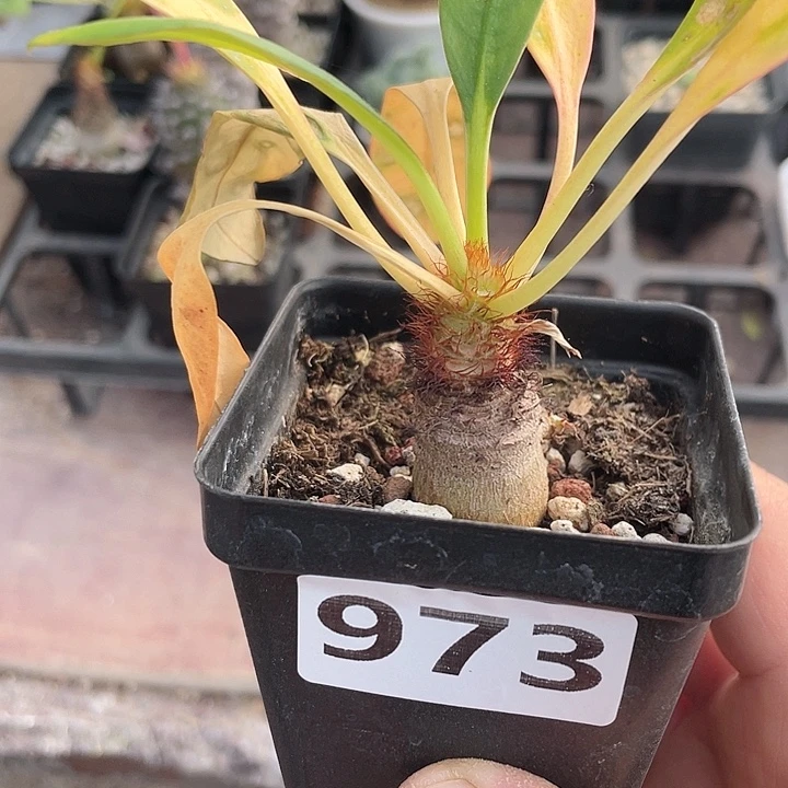 973象鼻大戟块根，