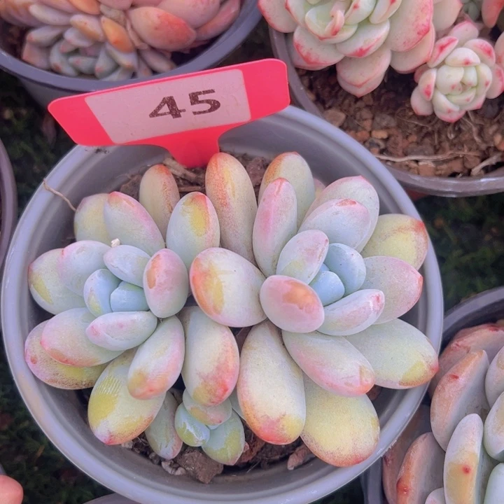 健健康康平平安安