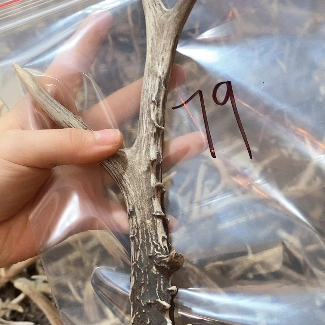 鹿角鹿角鹿角鹿面鹿角