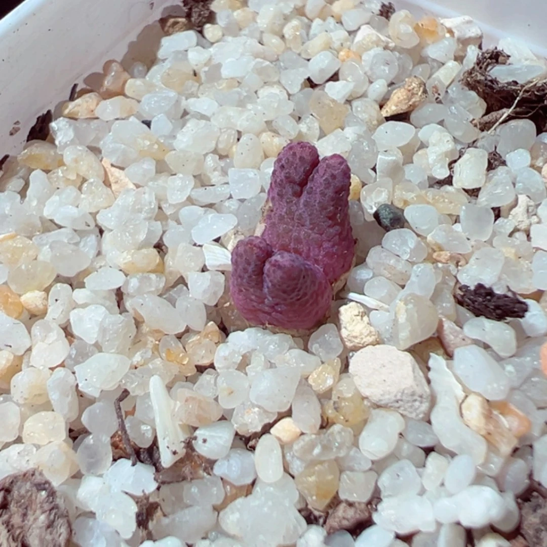 511-206多肉斑马955d