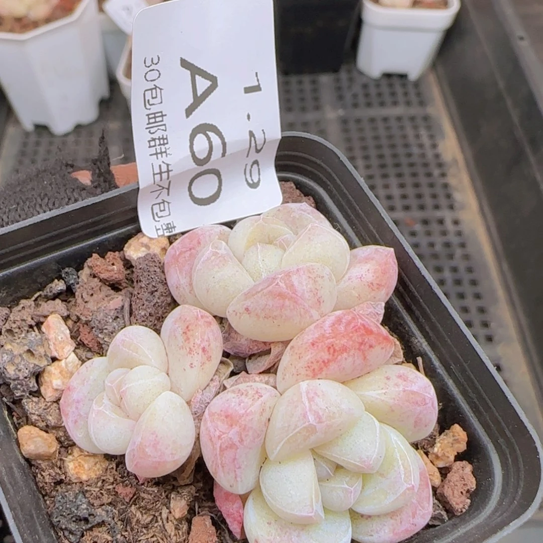 三头冰玉一颗脱土