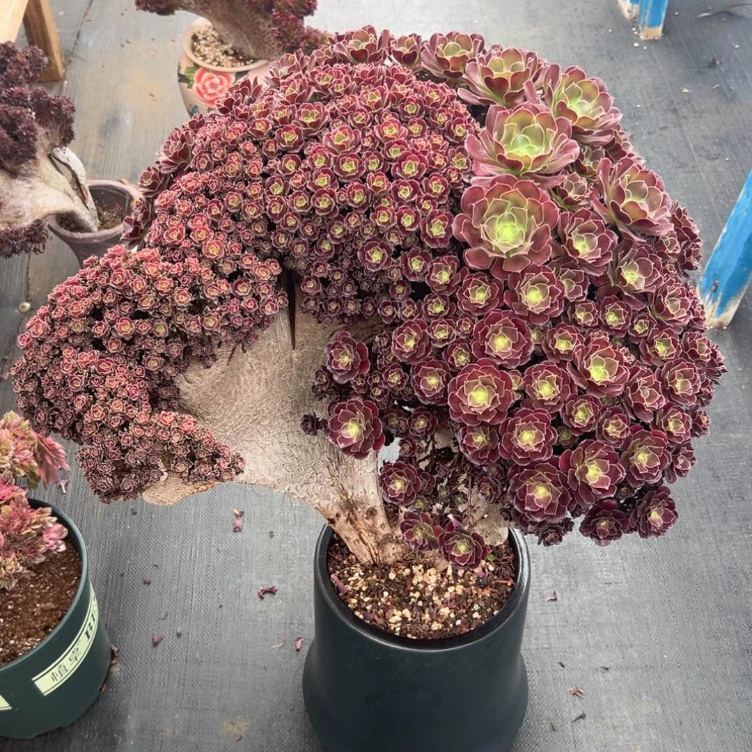 欧子全朵朵老桩瑕疵