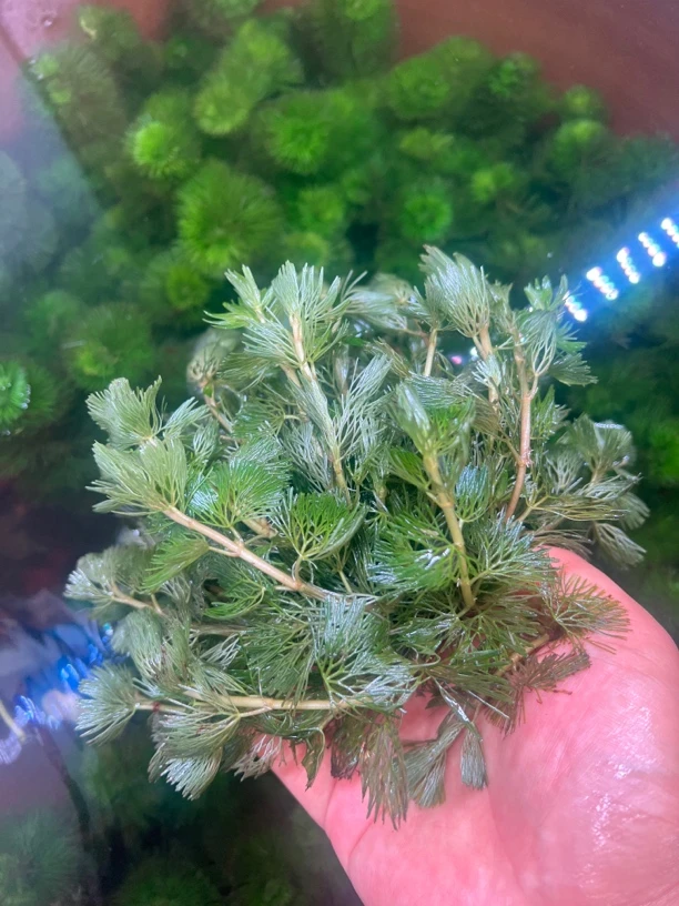 高端绿菊大坨草25根左右阴性水草造景鱼儿躲避懒人必备