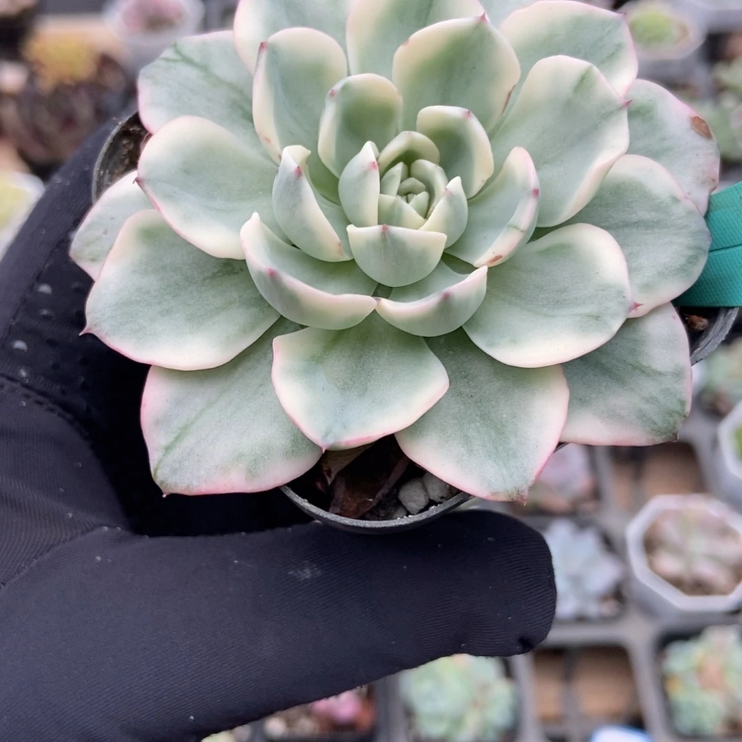 1492黄桃锦多肉植物