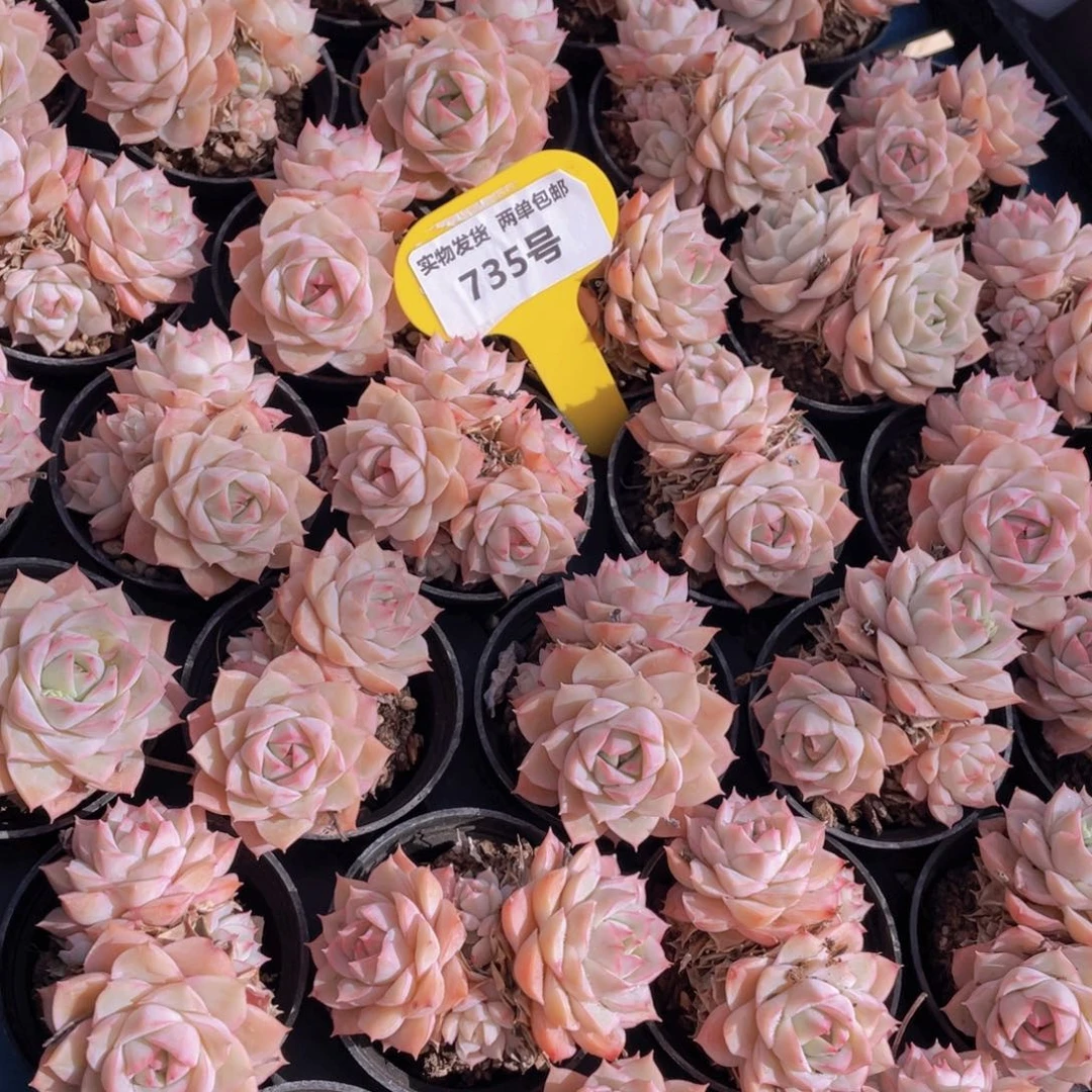 735号宽叶粉透大乔群生两个