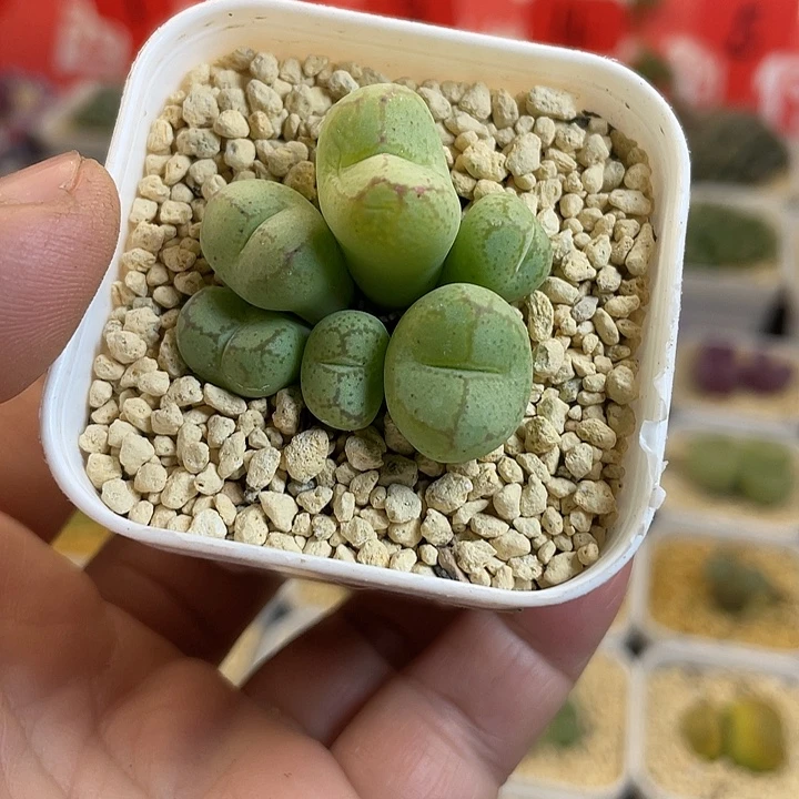 佳人园艺多肉生石花猴脸548