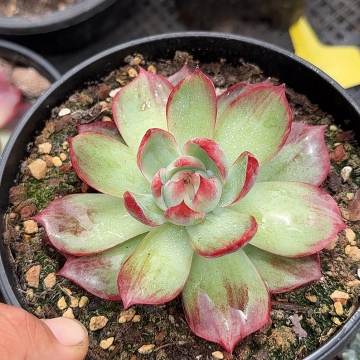 惊鸿一物一拍包装收缩花旱