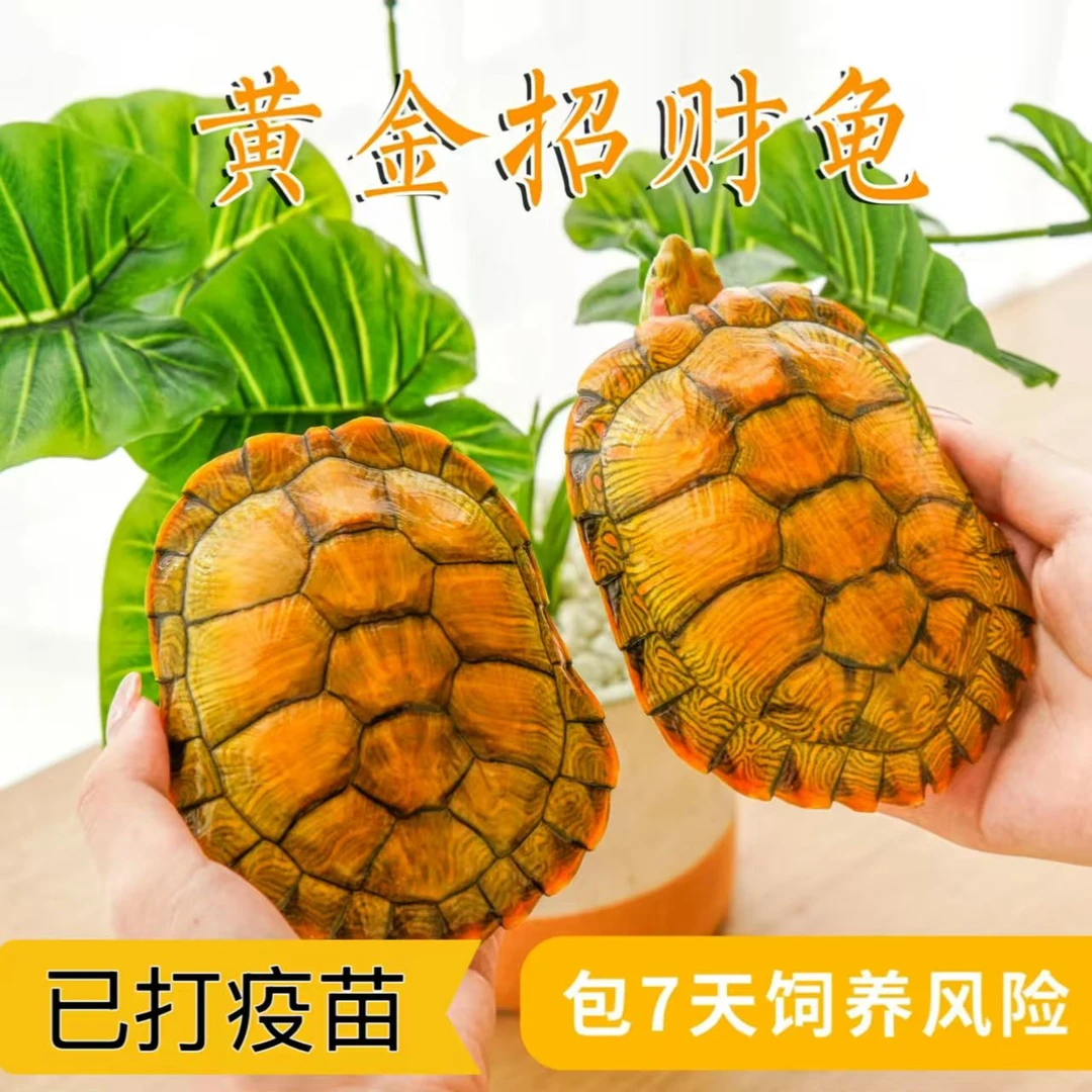 黄金招财龟观赏龟巴西小乌龟活体特大情侣龟家庭宠物龟巴西龟活物