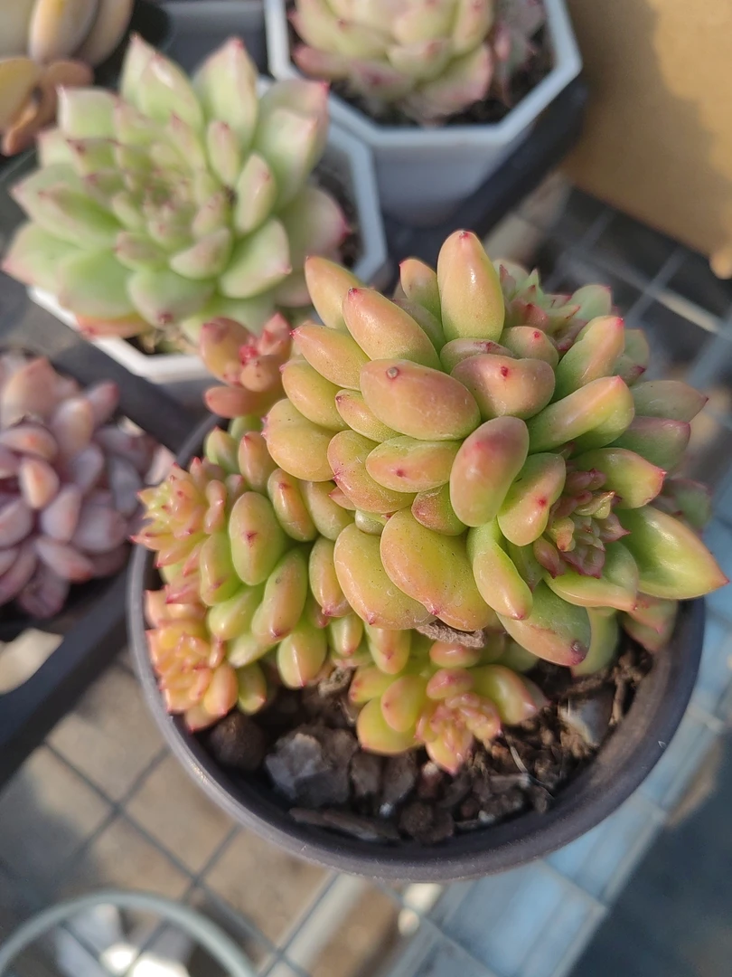 苹果花【满18包邮发货】刘家园艺