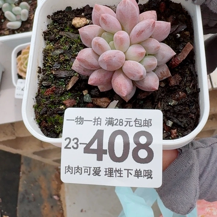 半夏多肉无盆土发货无盆土