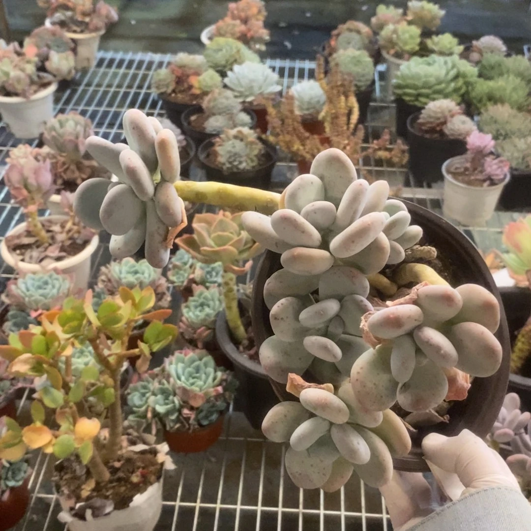 2636橙雪球一物一拍