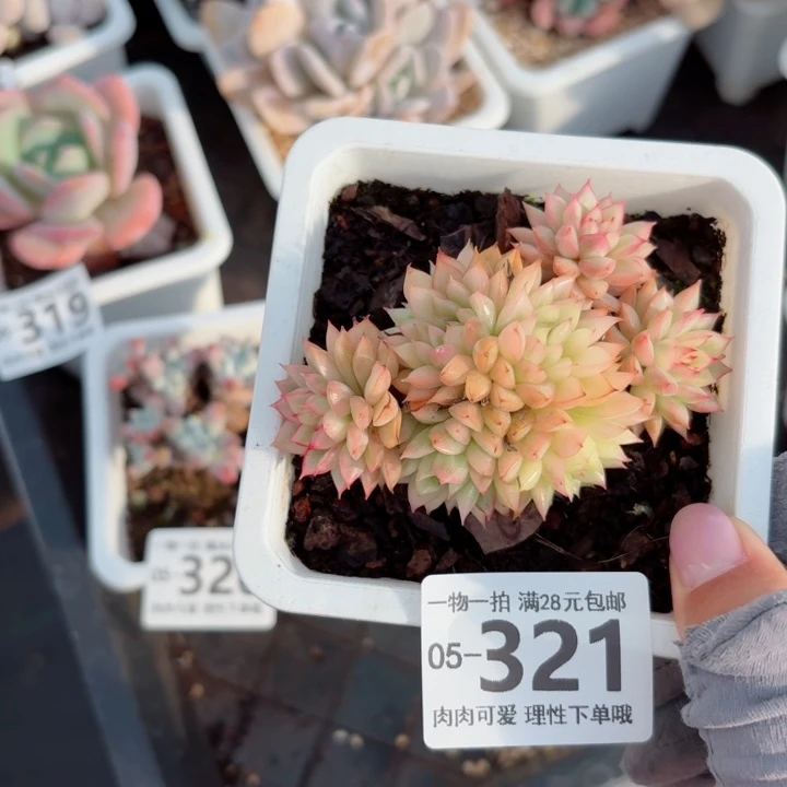 女雏锦多肉无盆土发货多肉多