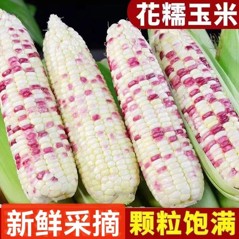 2025年应季新鲜花糯玉米白糯玉米9斤装现摘现发