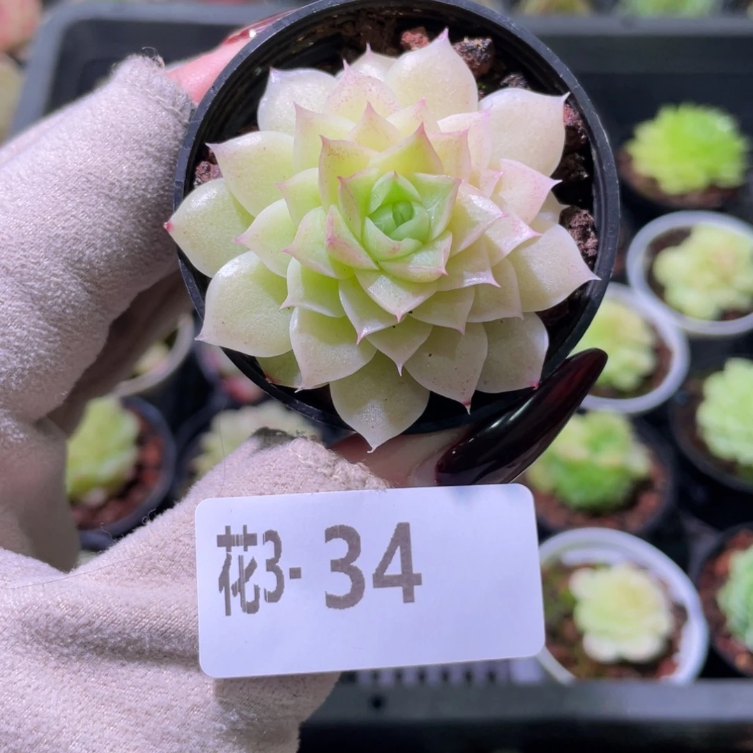 花利美3-34麦秆单头