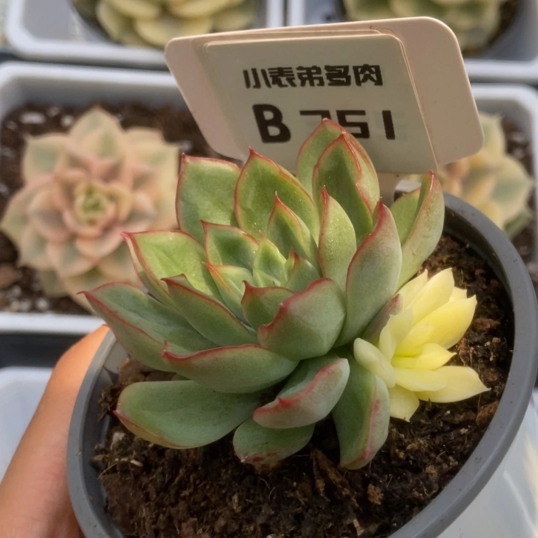 751曼陀罗锦锦锦锦锦