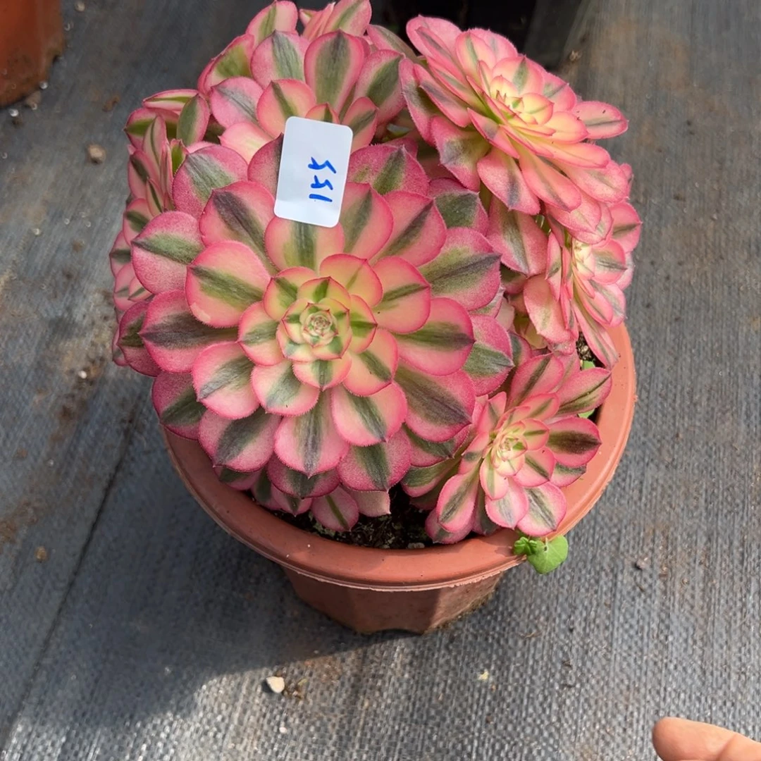 155倾城多肉多肉多肉