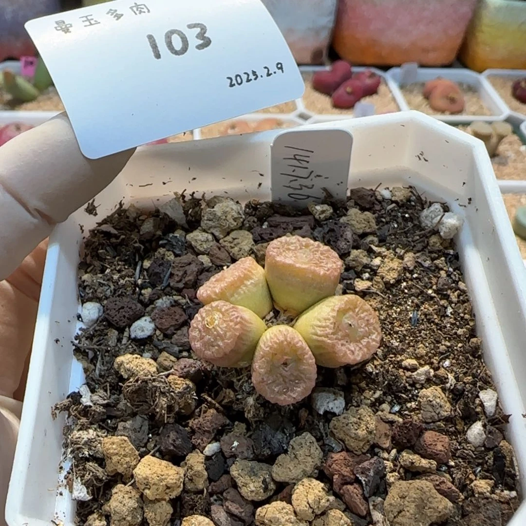 有**吟多肉多肉多肉2.9-103有歌