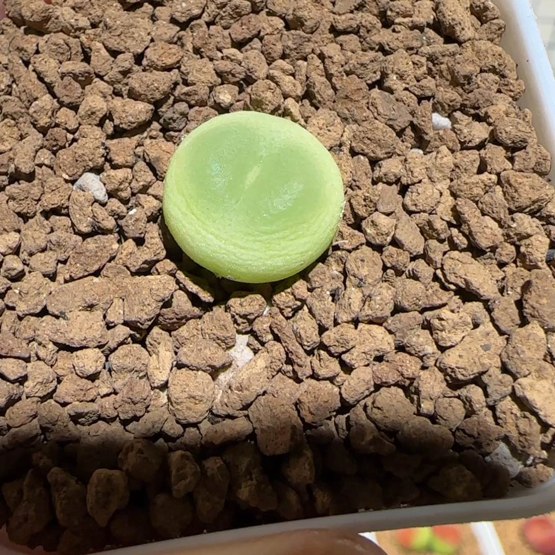 肉锥多肉植物百科-日式拉登1017