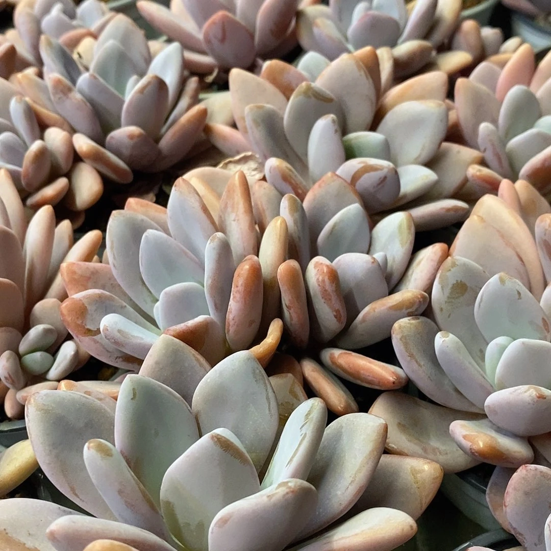 团。双头粉兔。福利多多