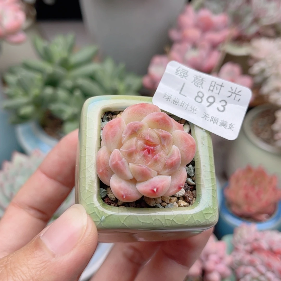 893 糖心冰魄 带陶瓷盆发货 一物一拍