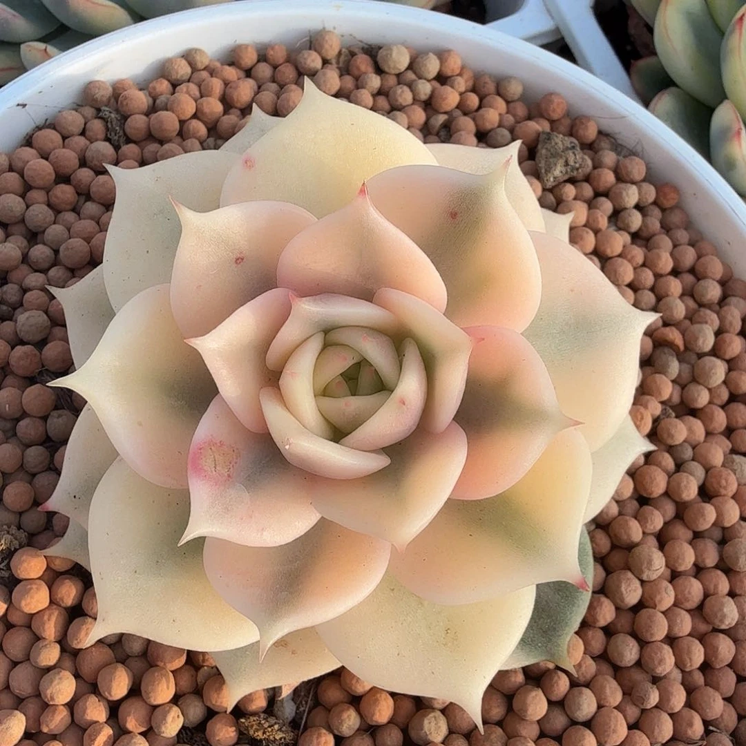 墨**汐贝加尔湖锦，多肉植物