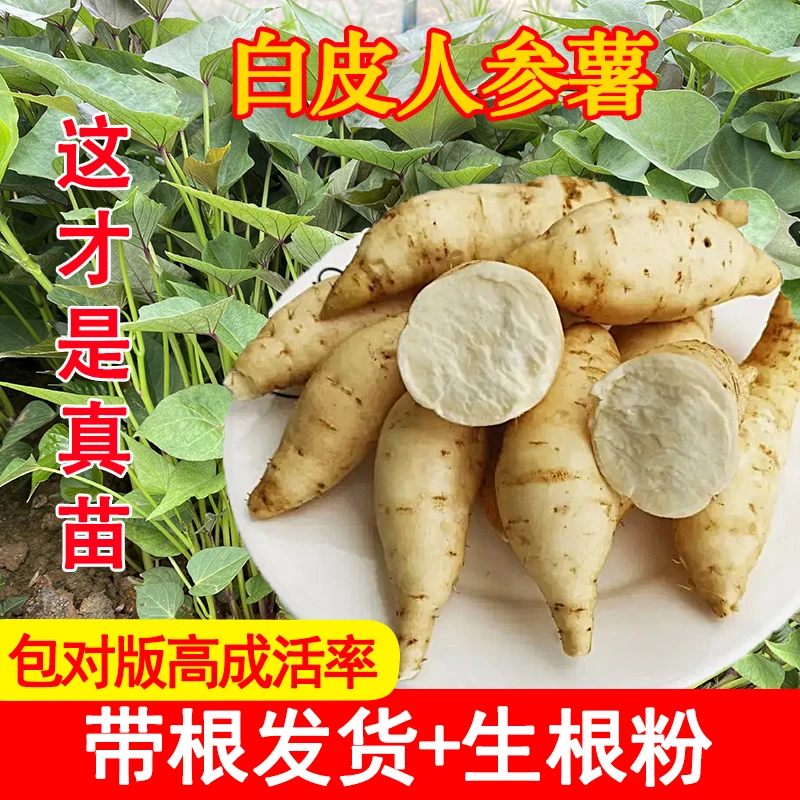 高淀粉人参薯苗白心板栗薯苗糖心蜜薯种苗子白皮白心地瓜苗吃叶子