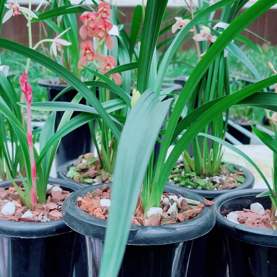 王***洪完全开放一物一漂亮开花