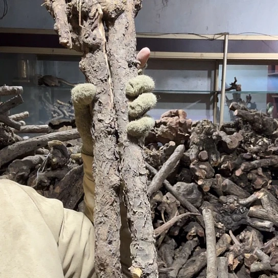 香榧木米*鼠火琉璃的毛料摆件