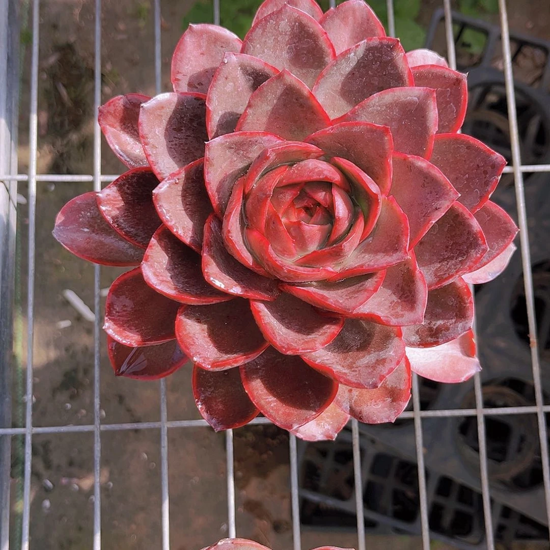 17公分9899999999999