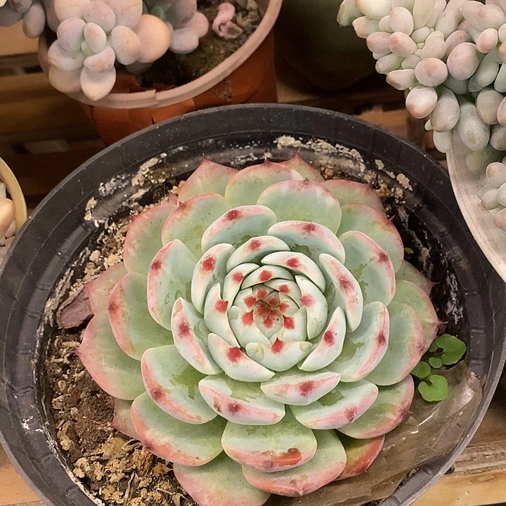 多肉植物肉肉植物