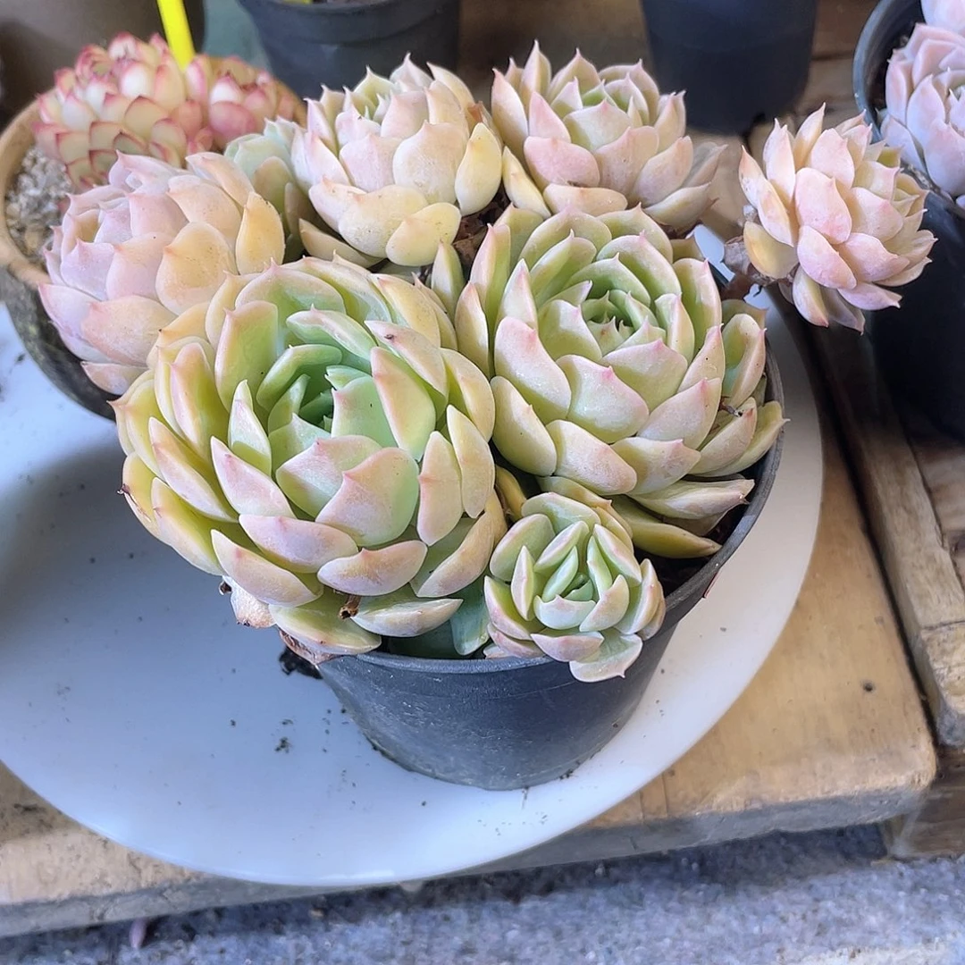 1022  昂斯诺  六月六