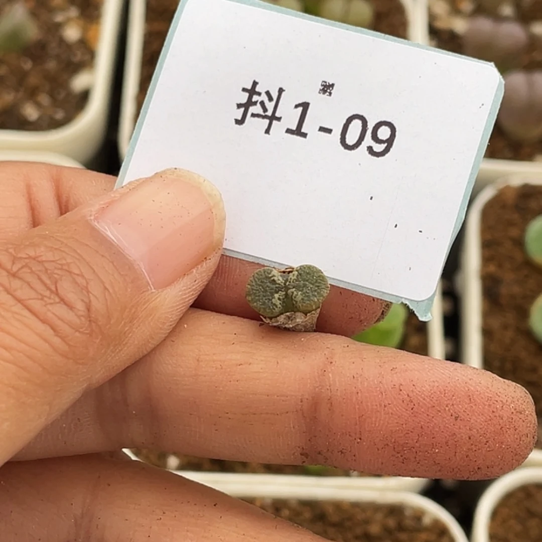 水*冻1-9肉锥多肉植物