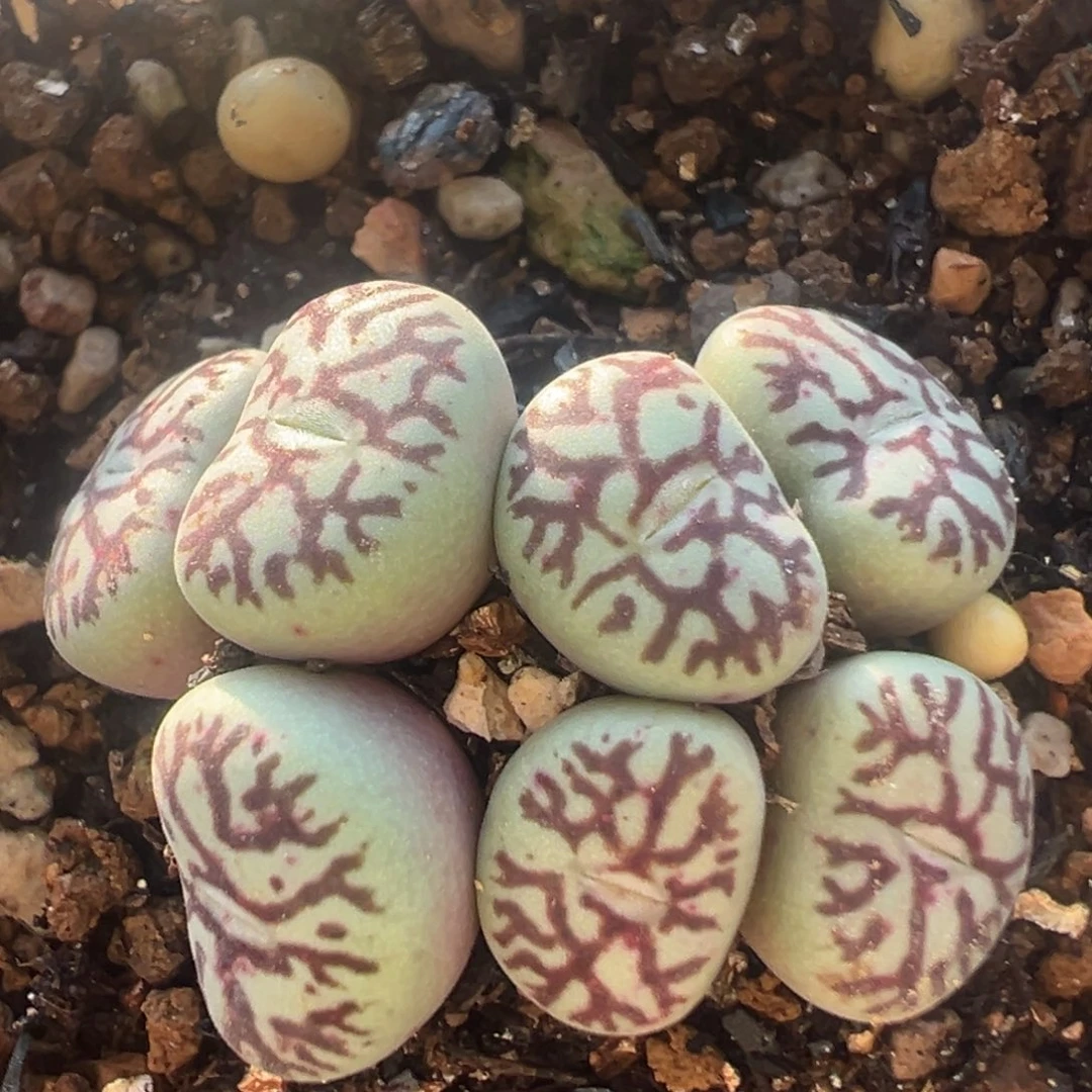 181多肉植物百科植物