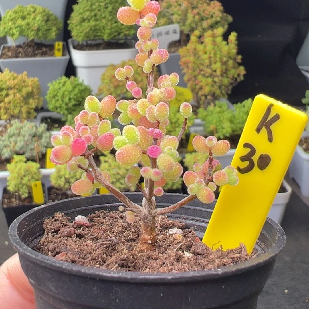 玉**香金桔带盆带土发货