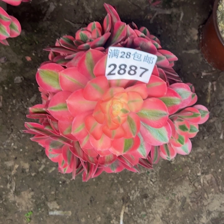 2887女巫多肉植物